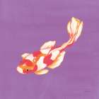 Colorful Koi IV Art Print