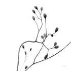 Buds II Art Print