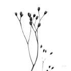 Buds III Art Print