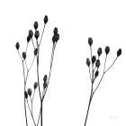 Buds IV Art Print