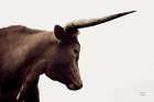 Longhorn Sunset Graze Sepia Minimalist Print