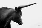 Longhorn Sunset Graze BW Art Print