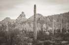 Desert Mornings Art Print