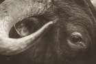 Longhorn Watch Sepia Art Print