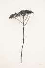 Sleek Simplicity II Art Print