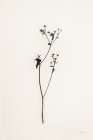 Sleek Simplicity III Art Print