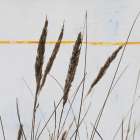 Sea Grass I Art Print