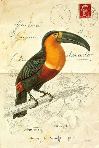 Pretty Bird I Art Print