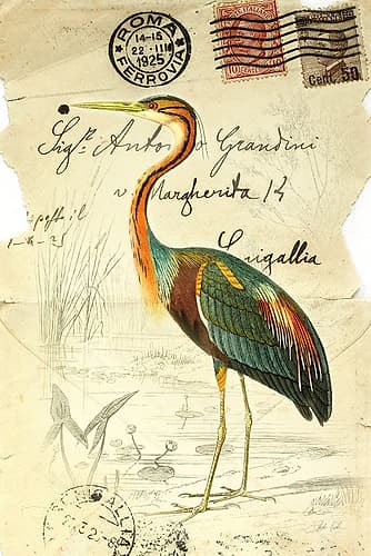Pretty Bird II Art Print