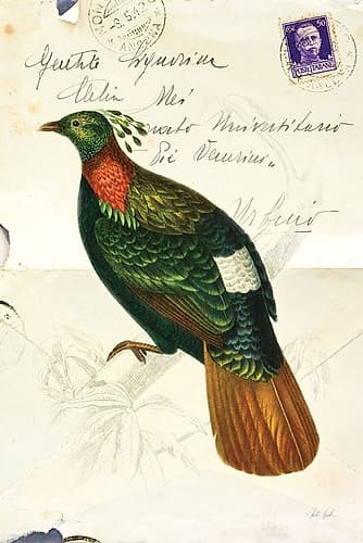 Pretty Bird IV Art Print