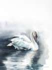 Moonlit Swan Art Print