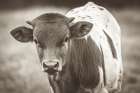 Little Longhorn Sepia Art Print