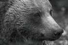 British Columbia Grizzly Portrait Art Print