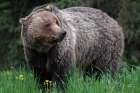 British Columbia Grizzly in a Field Art Print