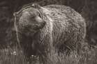 British Columbia Grizzly in a Field BW Art Print