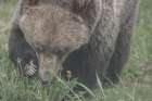 Grazing Grizzly Art Print