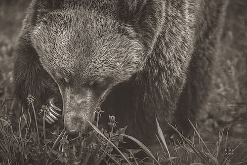 Grazing Grizzly Sepia Art Print