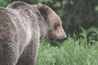 Grizzly Profile Art Print
