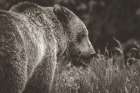 Grizzly Profile BW Art Print