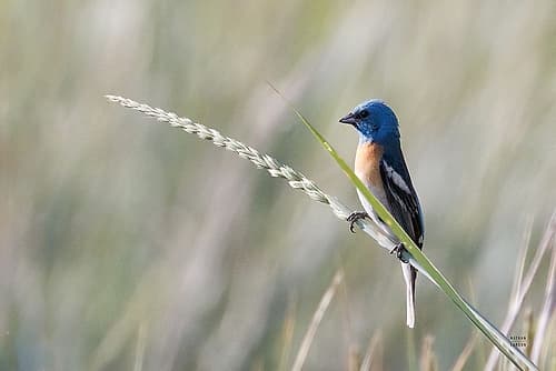 Lazuli Bunting Art Print