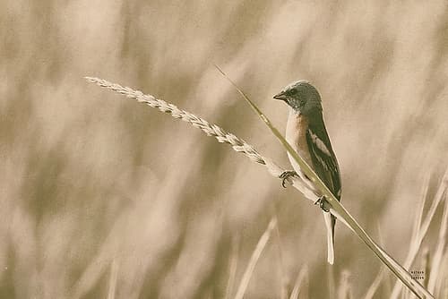 Lazuli Bunting Art Print