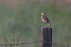 Western Meadowlark Art Print