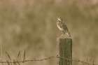 Western Meadowlark Art Print