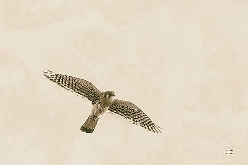 American Kestrel Art Print