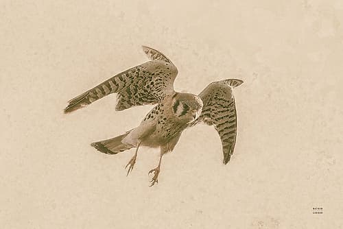 American Kestrel Incoming Art Print