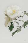 White Rose I Art Print