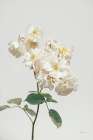 White Rose II Art Print