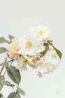 White Rose III Art Print