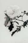 White Rose I BW Art Print