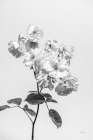 White Rose II BW Art Print