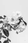 White Rose III BW Art Print