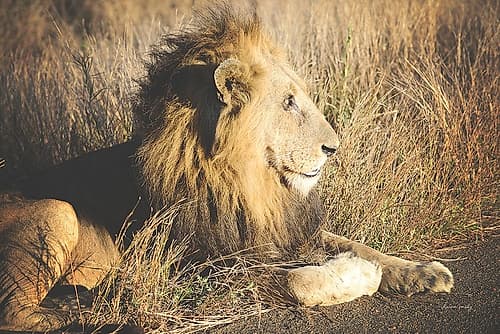 Golden Old Lion Photography Print