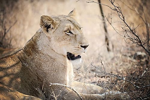 Lioness Photography Print