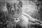 Lion Gaze BW Art Print