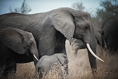 Ellie Family Animals Print