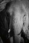 Close Up Elephant Art Print