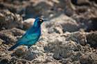 Glossy Starling Art Print