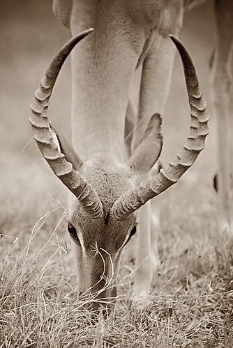 Impala Horns Photography Print