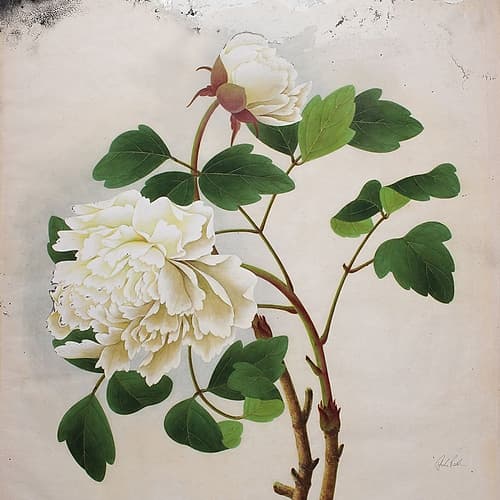 White Peony Art Print