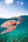 Surfacing Art Print
