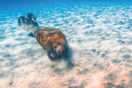 Manatee Art Print