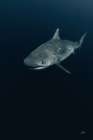 Tiger Shark Minimalist Print