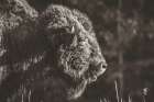 Bison Meditation Art Print