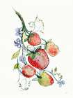 Summer Strawberries Art Print