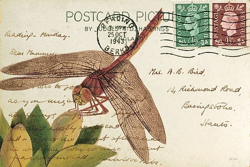 Dragonfly Postcard II Cream Art Print