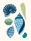 My Tropical Shell Collection I Blue Art Print